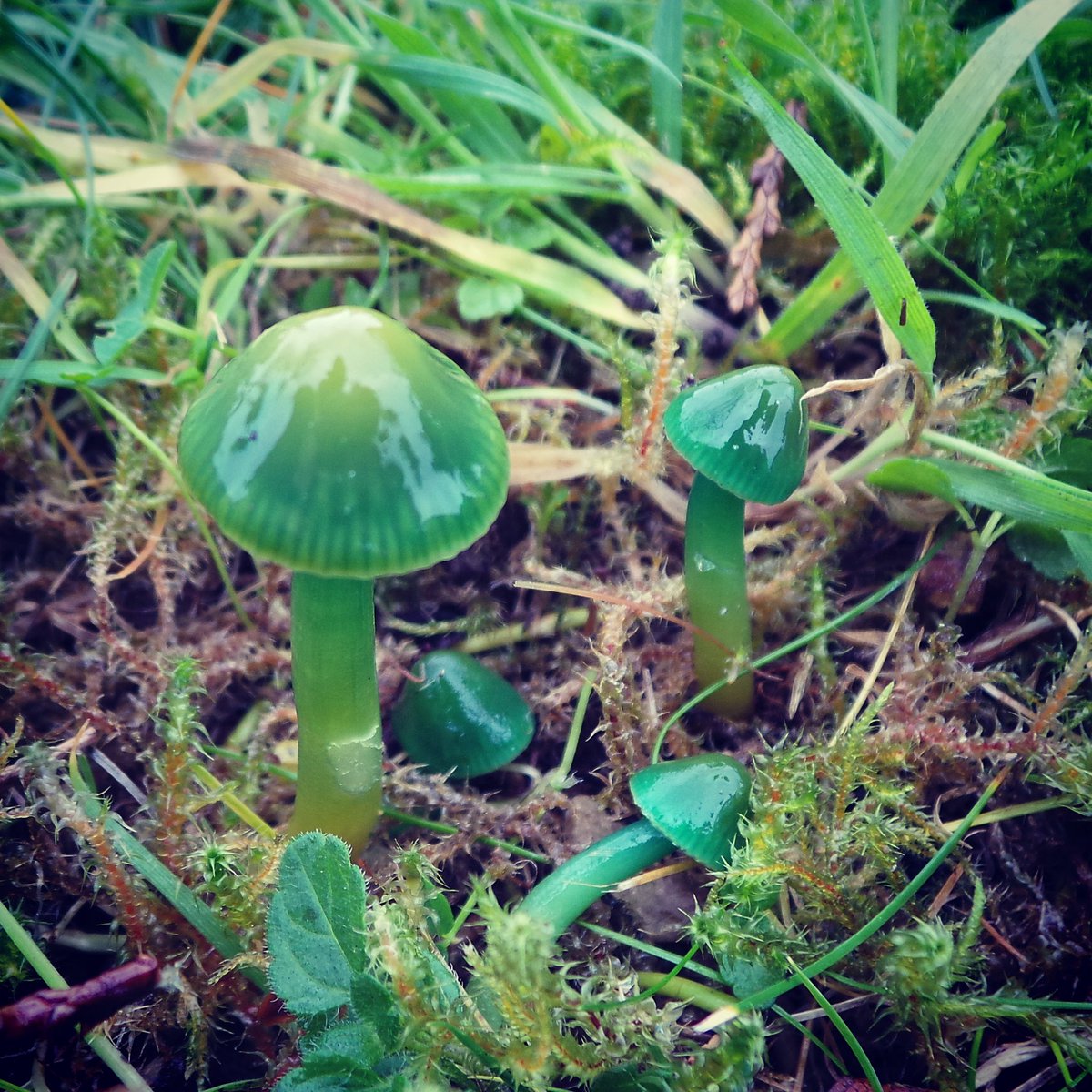 Green Mushroom Vegetable Seeds - Grow Nutritious Mushrooms For Unique And Tasty Harvest