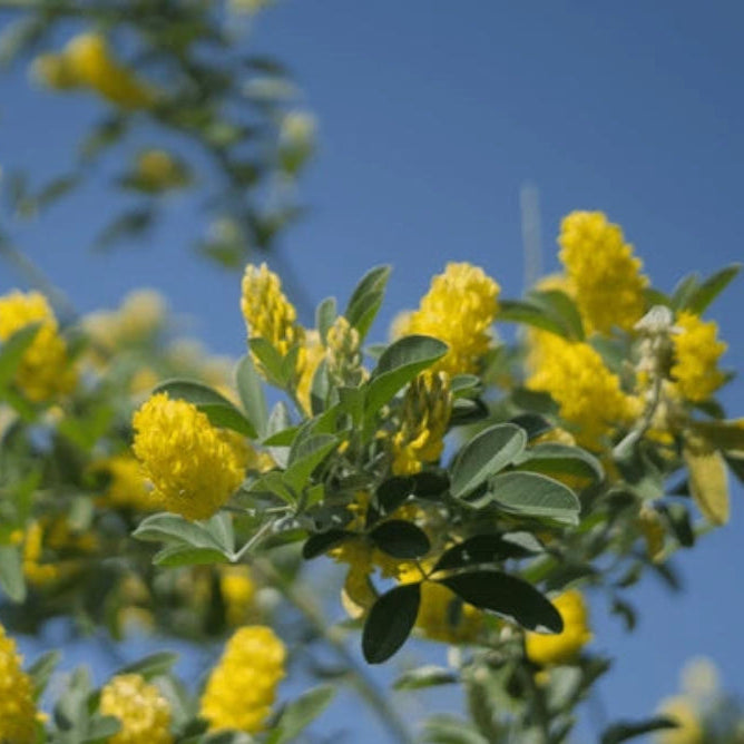 Cytisus Battandieri Plant Seeds for garden beautification