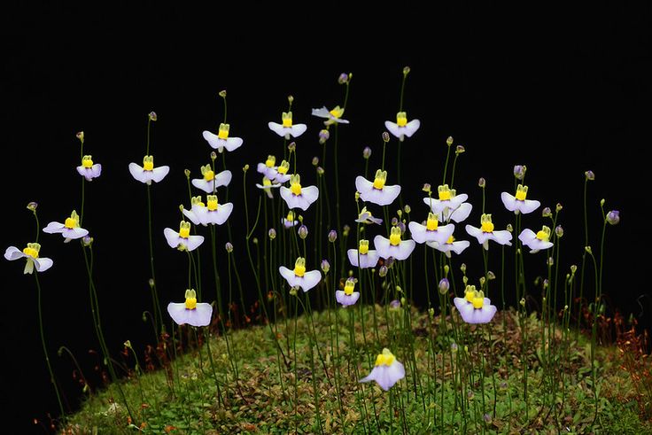 Grow White Utricularia Bisquamata Plants In Your Garden With These Easy-To-Plant Seeds - Seed