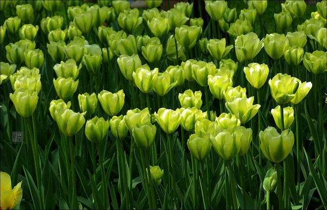 Green Tulip Flower Seeds For Planting