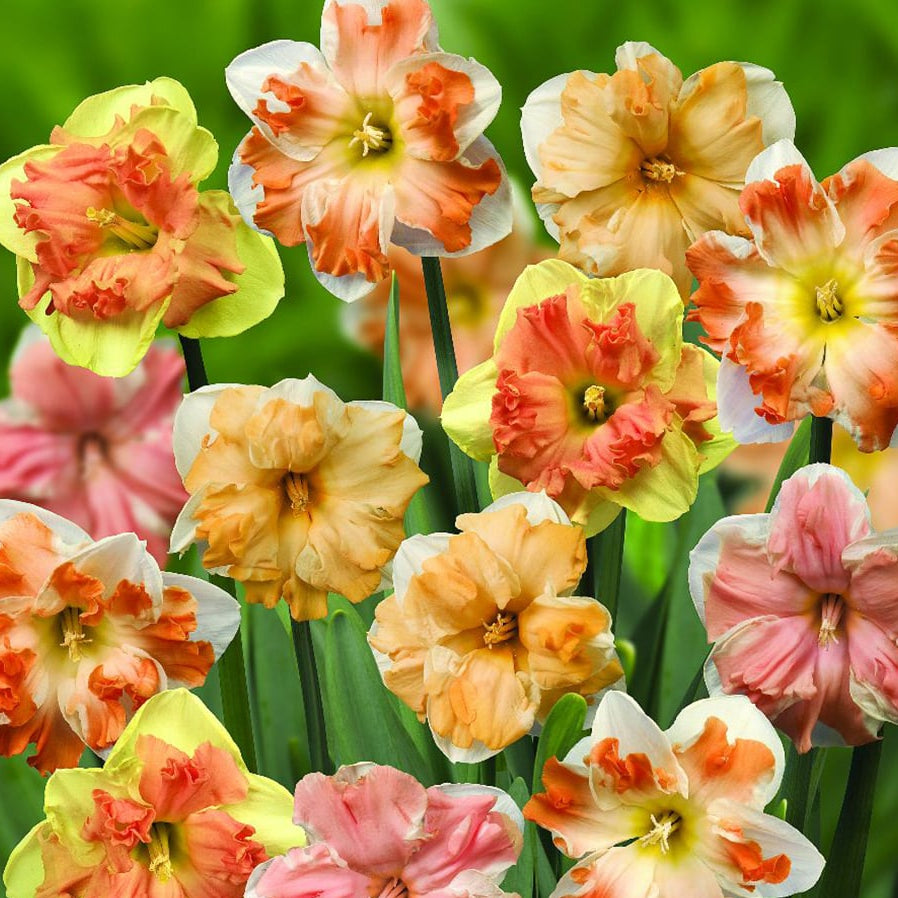 Rainbow Daffodil Flowers in Garden Borders
