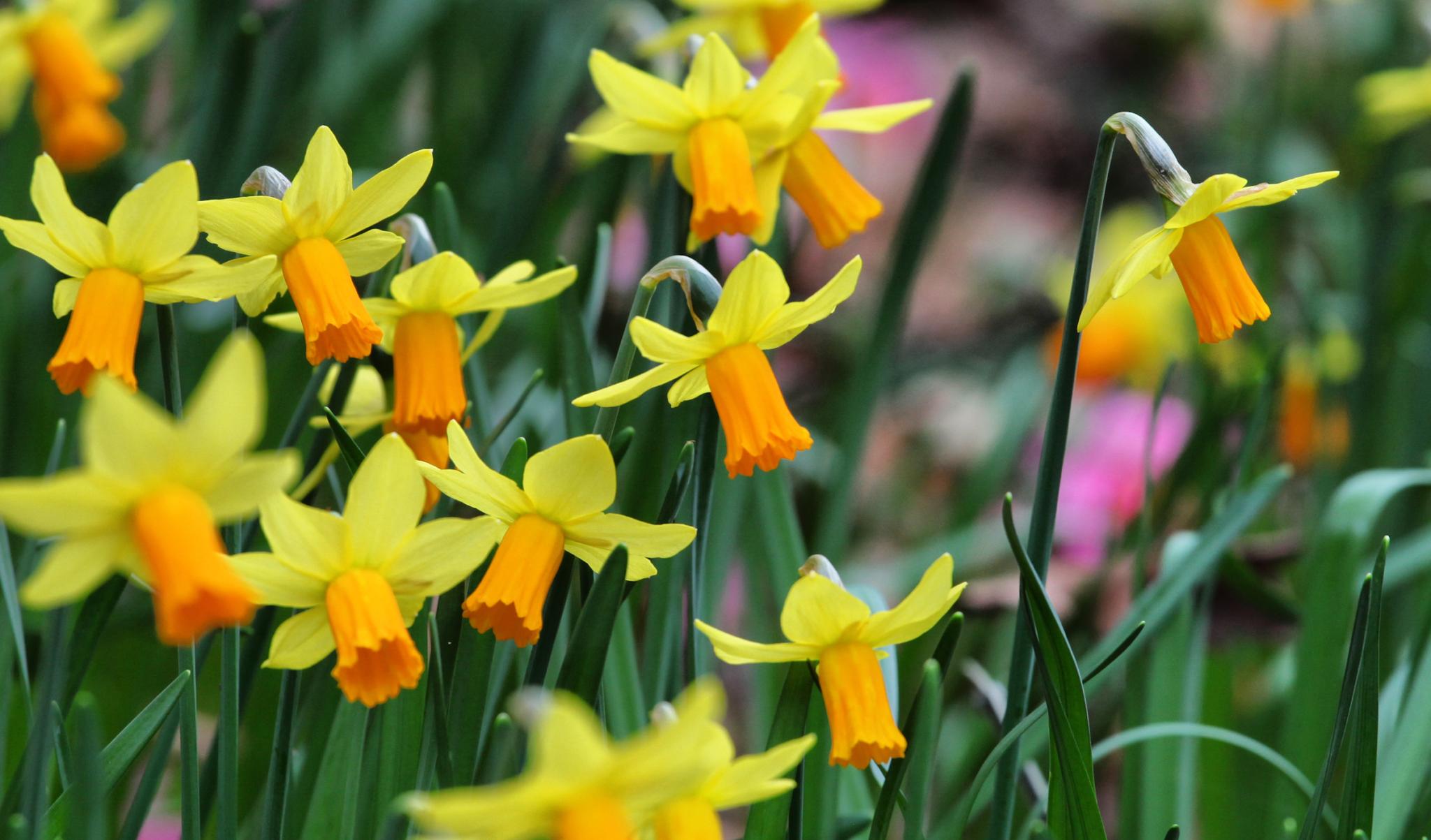 Pale Yellow Daffodils Growing in Garden Borders