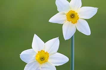 Daffodil Flowers Used for Garden Borders