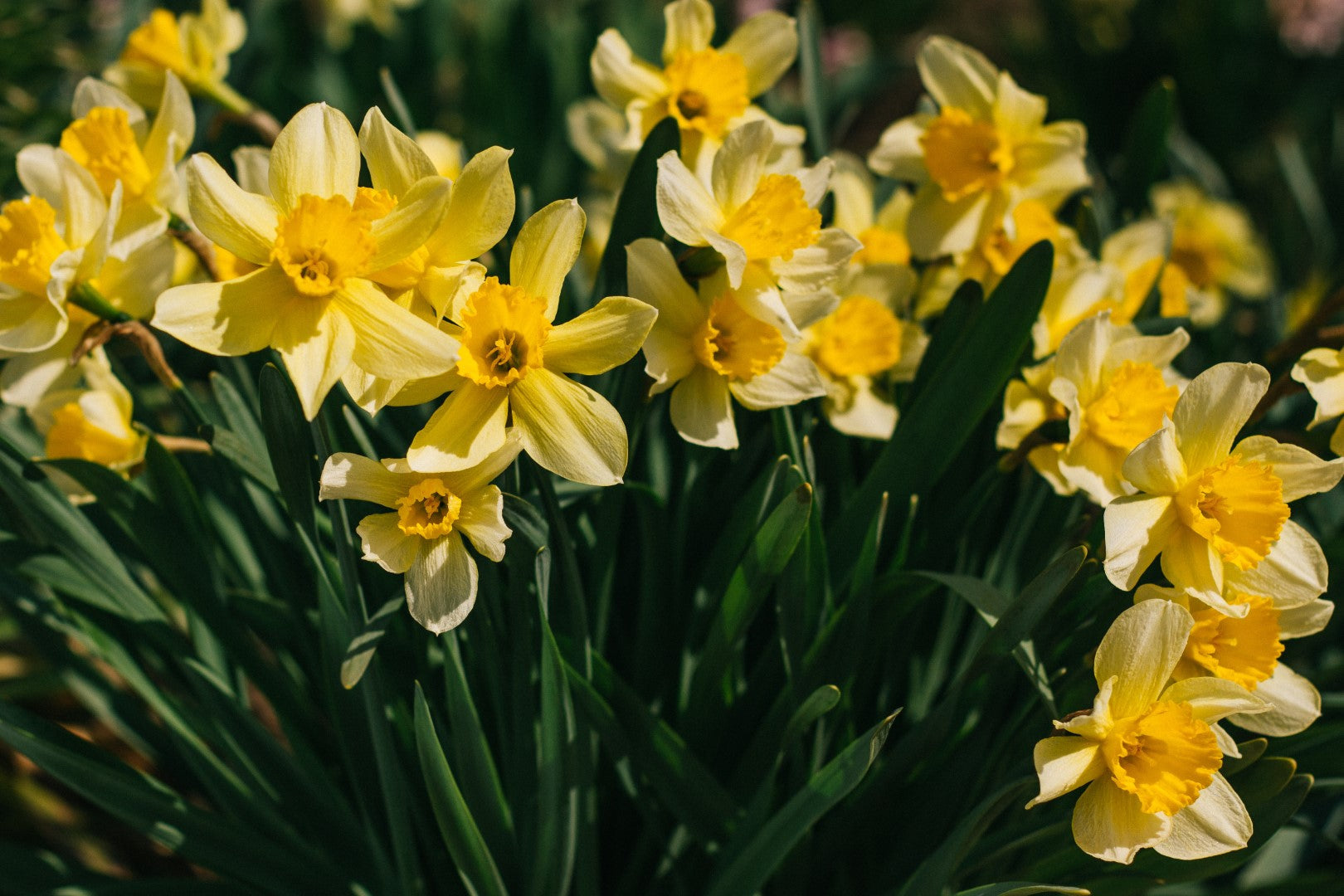Daffodil Bulbs and Seeds – Beautiful Yellow Garden Flowers