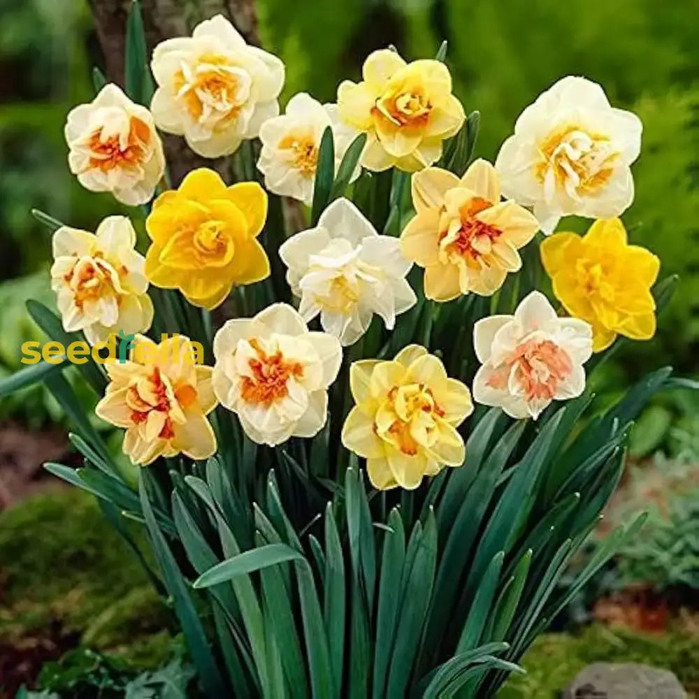 Daffodil Flower Planting Seeds For Vibrant Spring Blooms