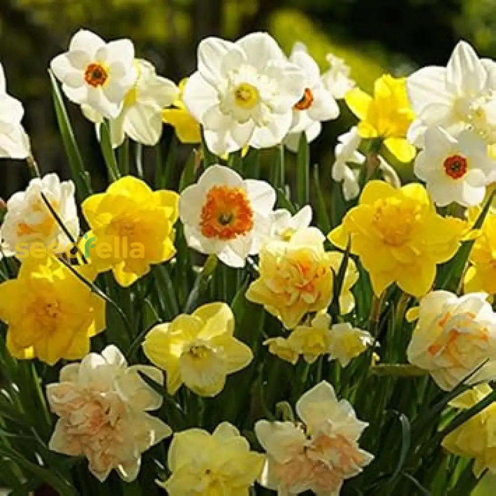 Daffodil Flower Planting Seeds For Vibrant Spring Blooms