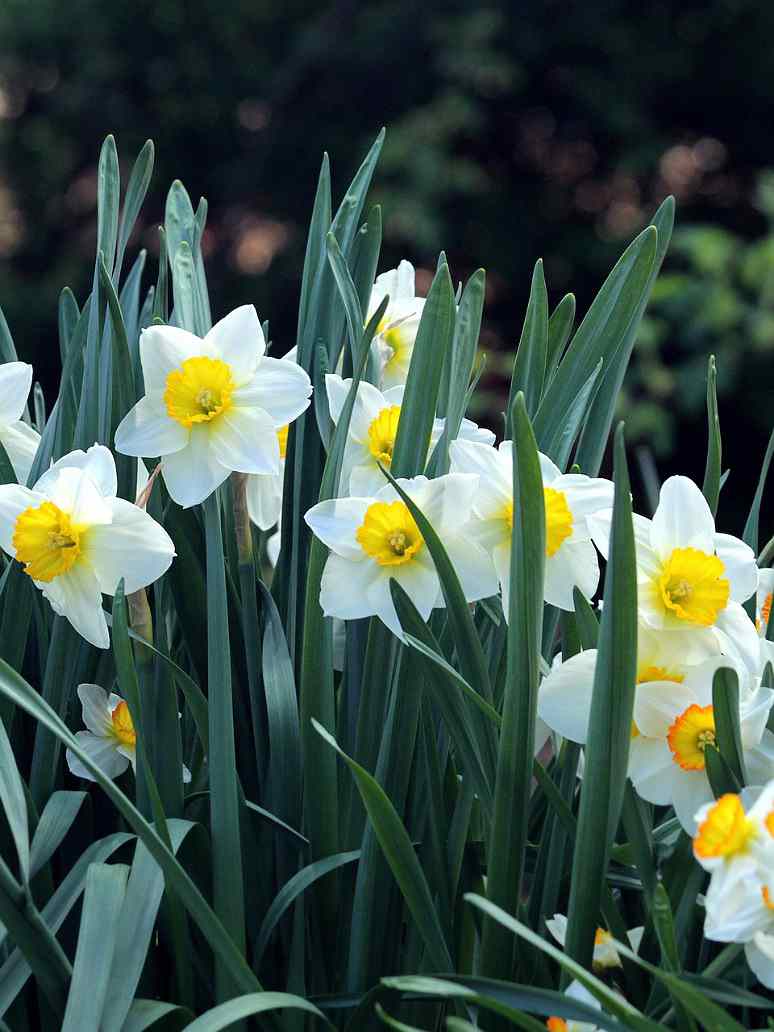 White and Yellow Daffodils in Pots