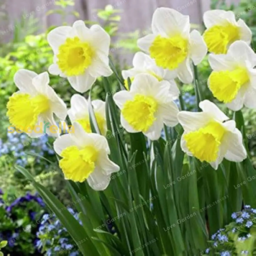 Daffodil Flower Seeds For Planting  Vibrant White And Yellow Blooms