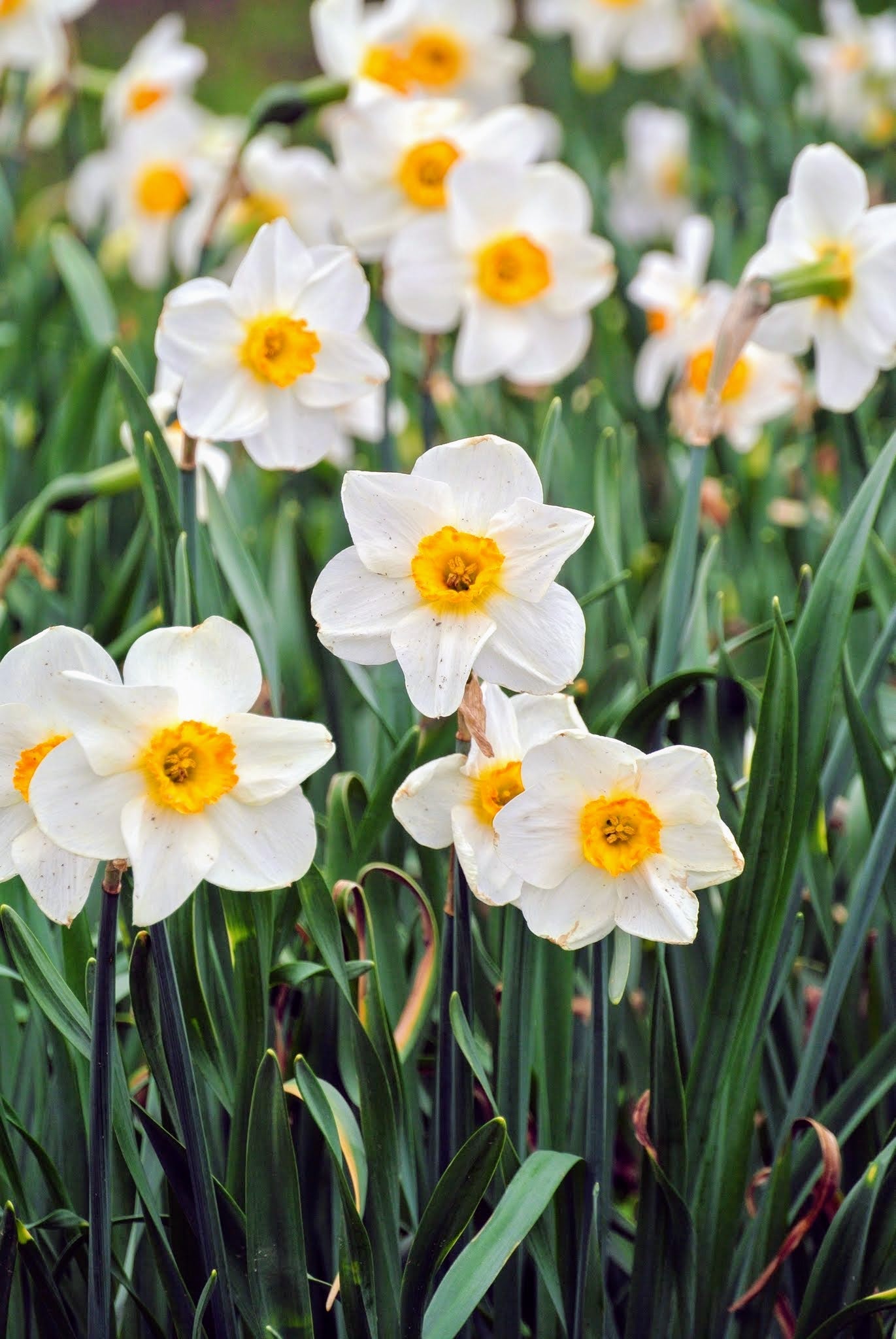 Daffodil Flower Seeds for Planting Yellow and White Blooms