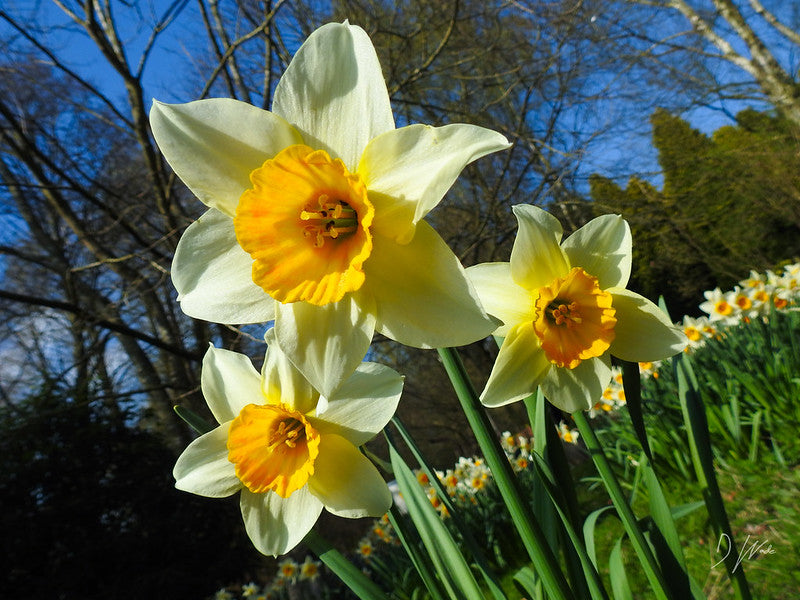 Daffodil Flower Seeds for Planting