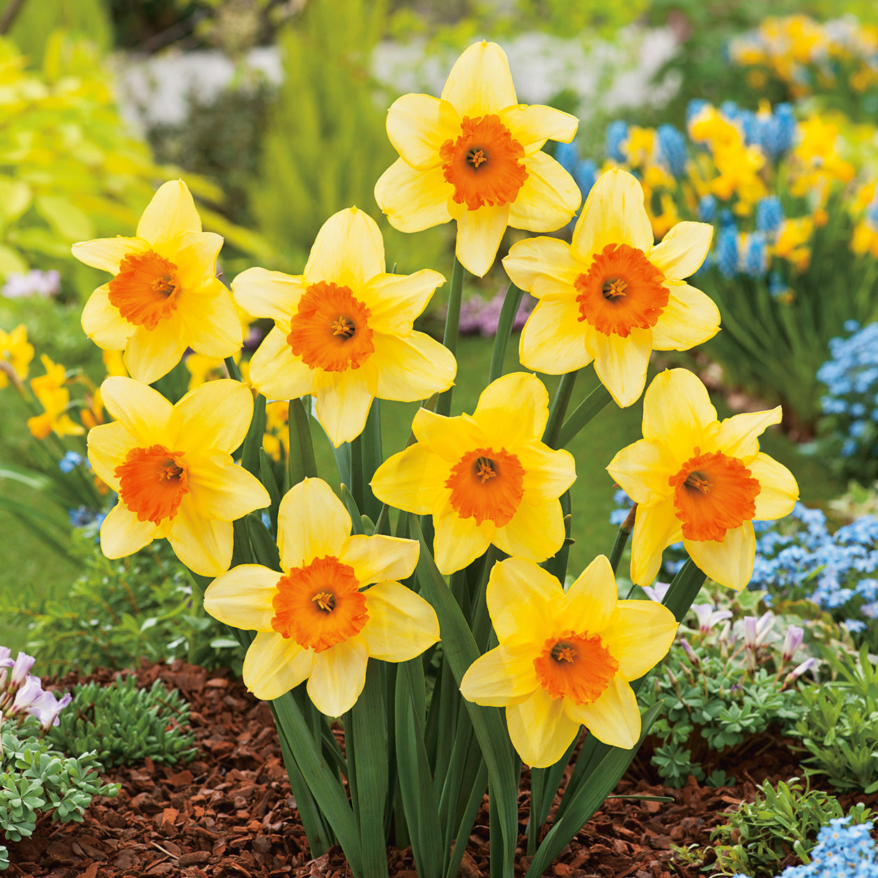 Orange Red Daffodil plants in garden bed