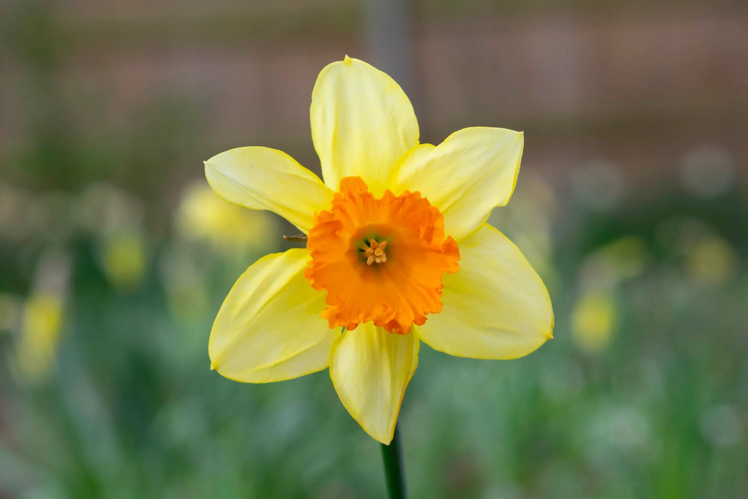 Cream Orange Daffodils in Blooming Garden