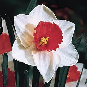 Elegant Burgundy and White Daffodils in Garden