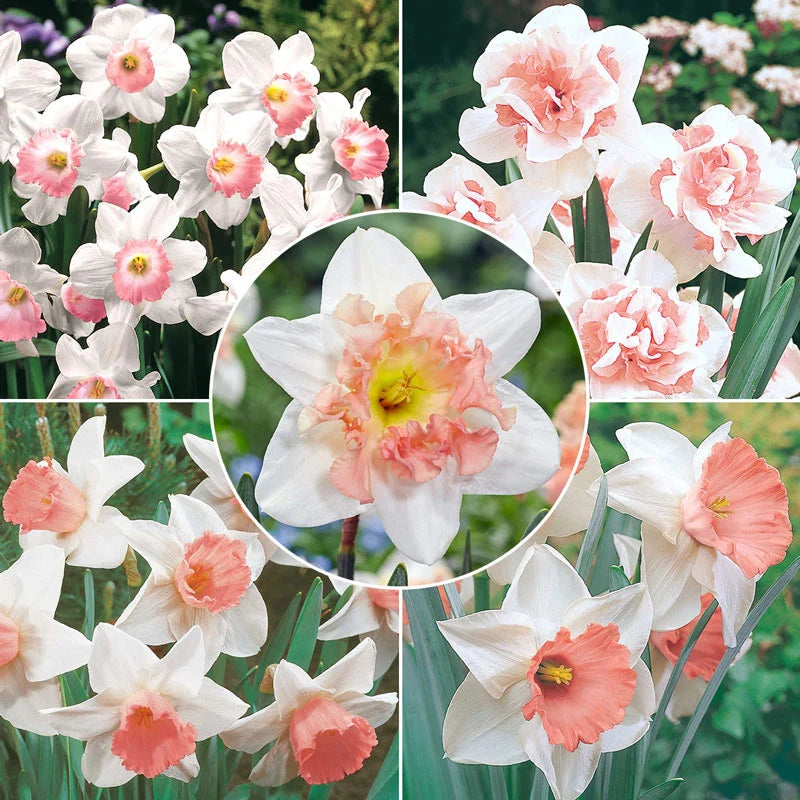 How to Grow Pink & White Daffodil Flowers