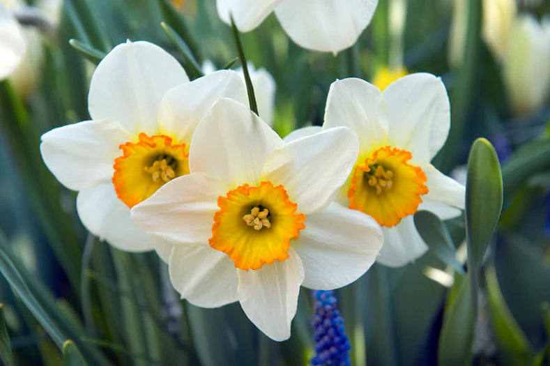 How to Sow Daffodil Seeds