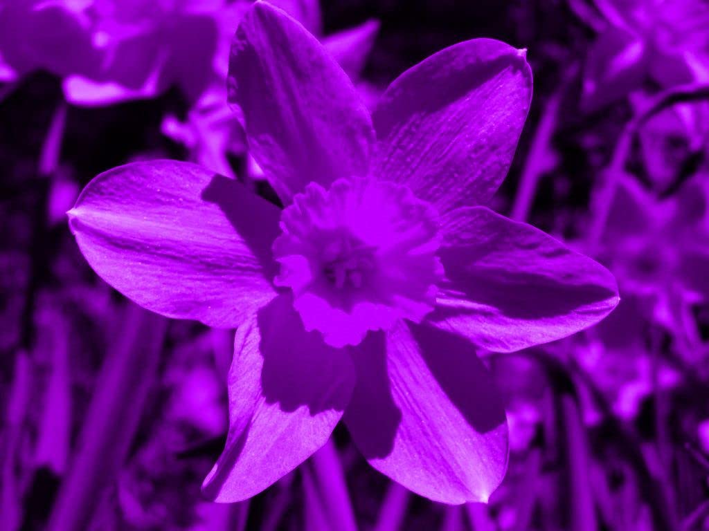 Non-GMO Purple Daffodil Flower Seeds