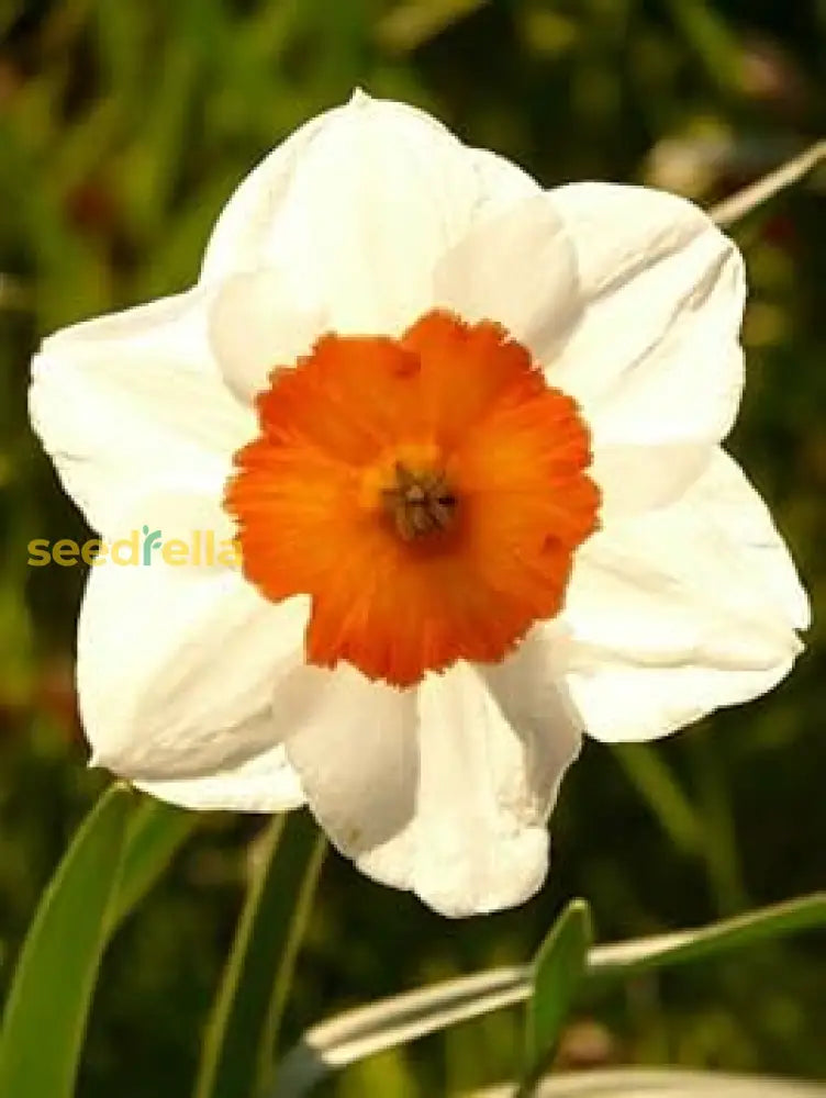 Daffodil Seeds - Planting For Vibrant Spring Flowers | Easy To Grow