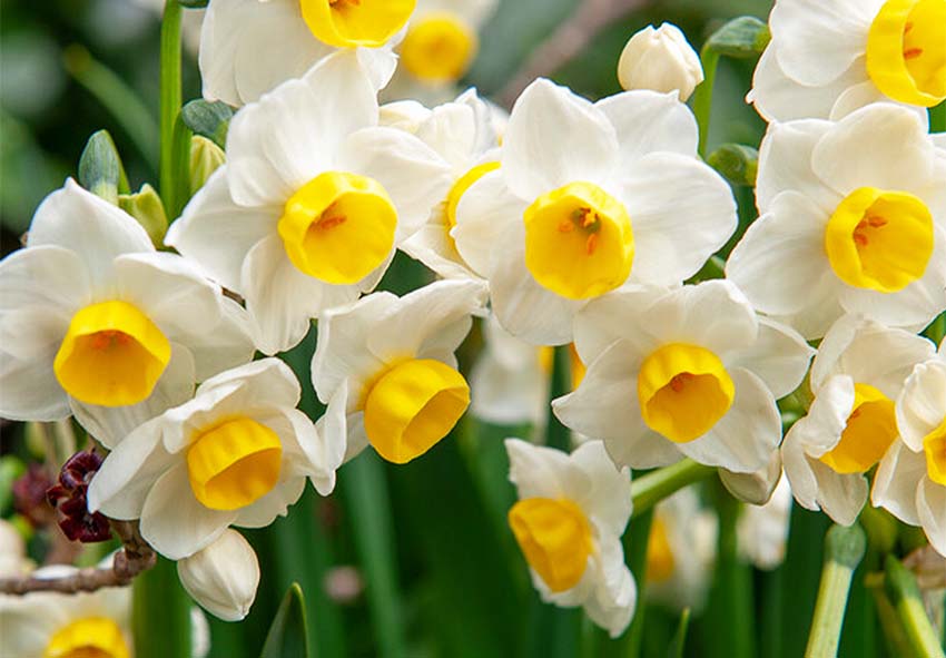 Spring Daffodil Flowers