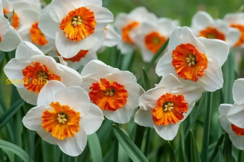 White and orange daffodil seeds for planting
