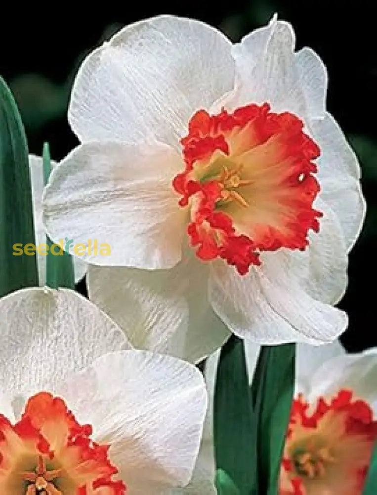 White and red daffodil seeds for planting