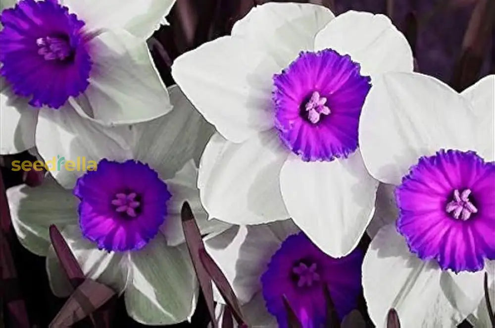 White violet daffodil seeds germinating seedlings