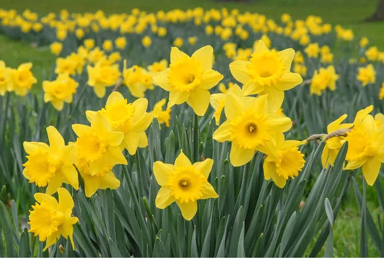 Daffodil Yellow Flower Seeds for Garden Planting