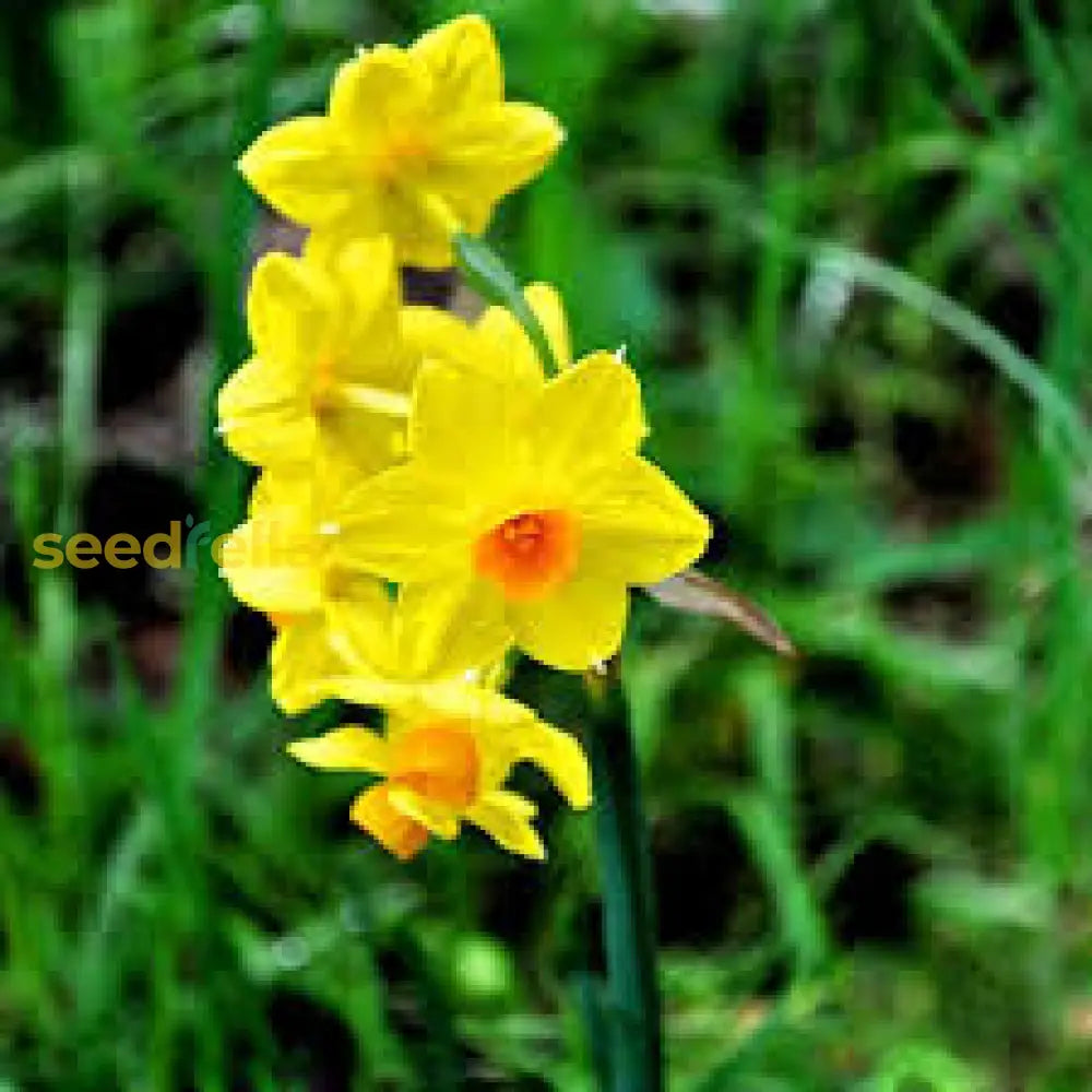 Daffodils Flower Seeds - Blue And Yellow Mix For Garden Planting