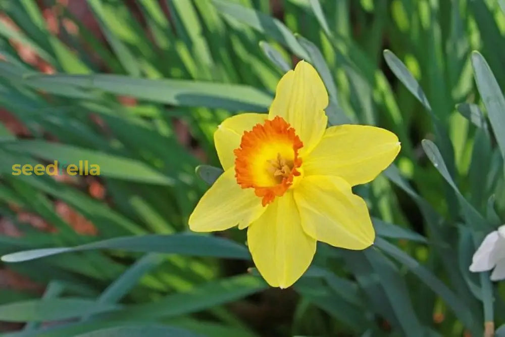 Daffodils Flower Seeds - Blue And Yellow Mix For Garden Planting