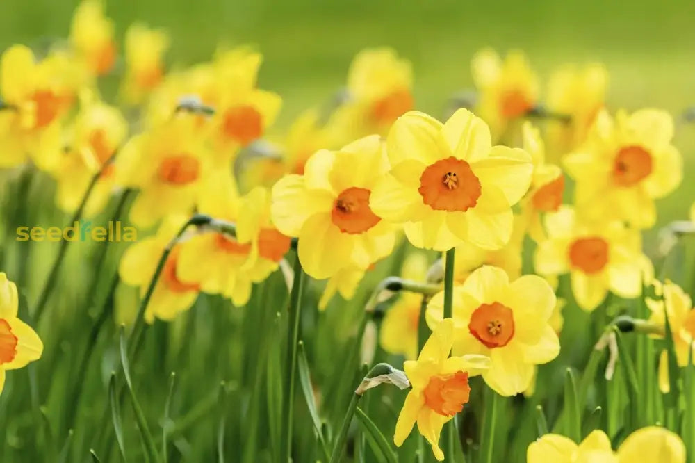 Daffodils Flower Seeds - Blue And Yellow Mix For Garden Planting