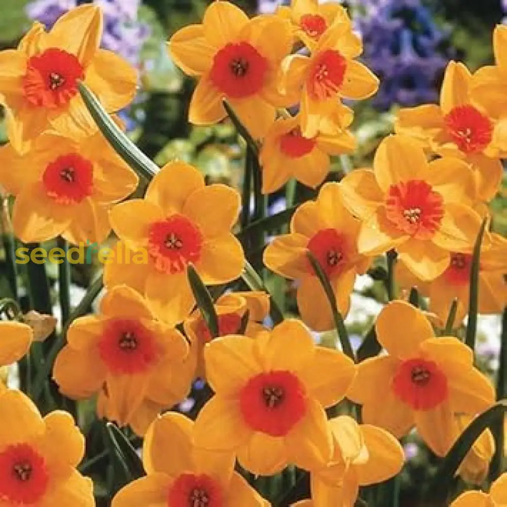 Daffodils Flower Seeds For Planting  Bright Orange & Yellow Perennials