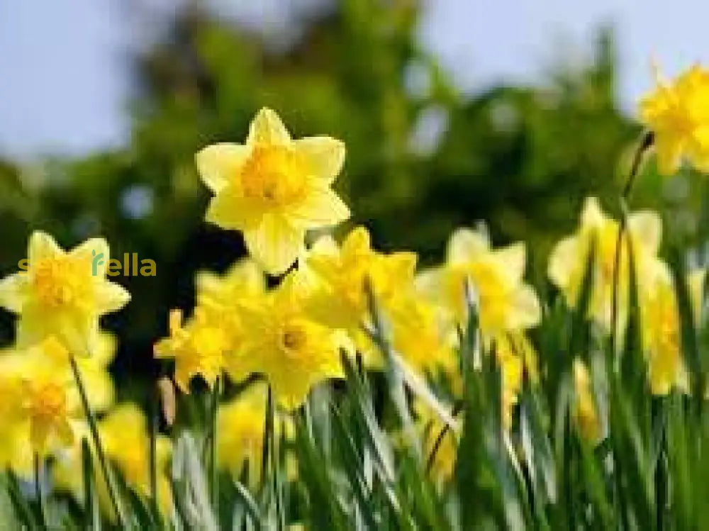 Daffodils Planting Seeds Collection  Brighten Your Garden With Vibrant Blooms Flower