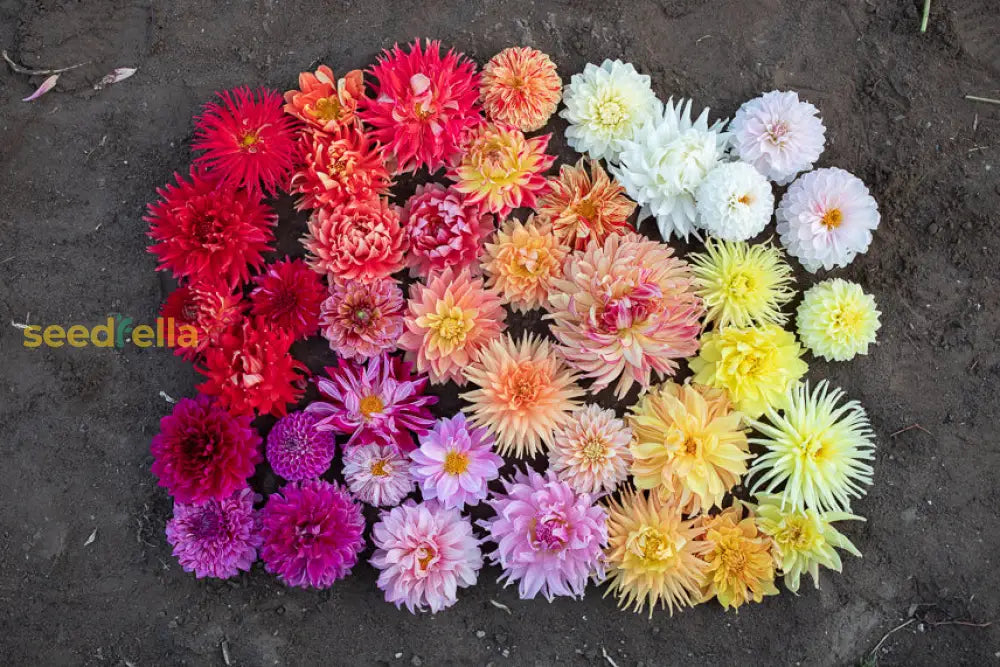 Dahlia Fantasy Flower Seeds For Easy Planting