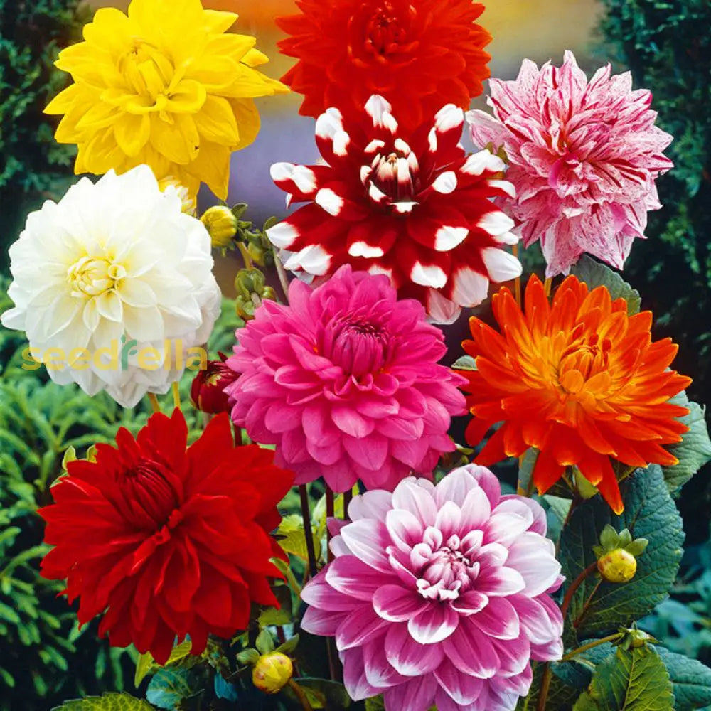 Dahlia Fantasy Flower Seeds For Easy Planting