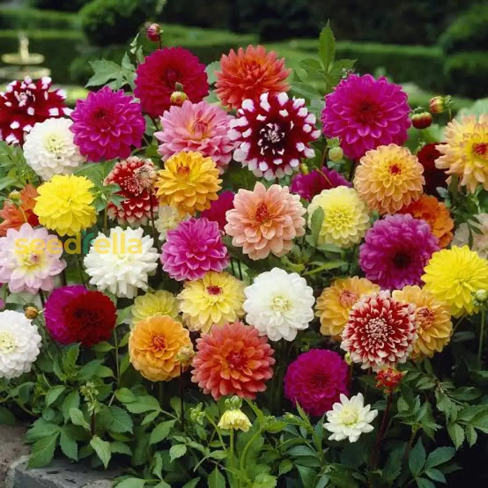 Dahlia Flower Seeds For Planting | Premium Vibrant Blooms