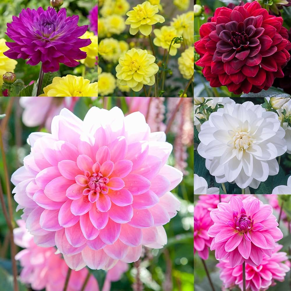 Butterscotch Dahlia plants in garden bed