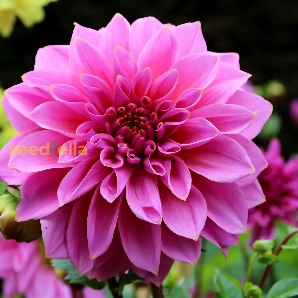 Dahlia Pink Flower Seeds For Planting  Vibrant Blooms Your Garden