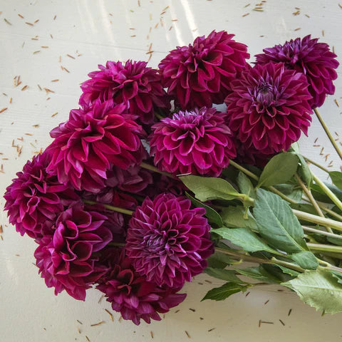How to Grow Vibrant Purple Dahlia Flowers