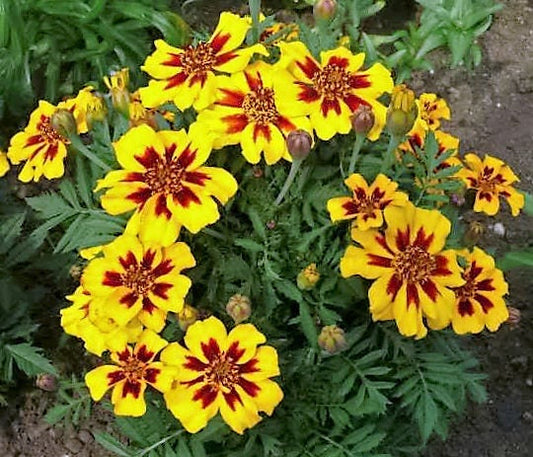 Dainty Marietta French Marigold plant with red and yellow flowers in garden
