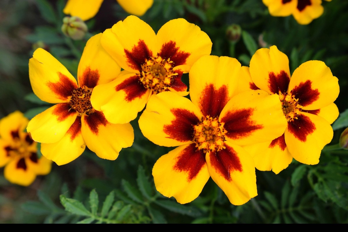 Dainty Marietta French Marigold herb with red and yellow blooms