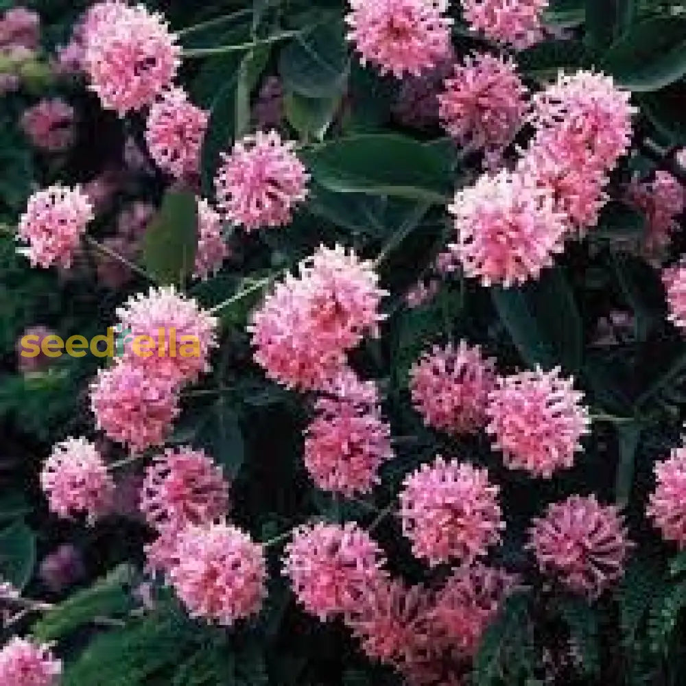 Dais Cotinifolia Flower Seeds For Planting - Vibrant Blooms Your Garden