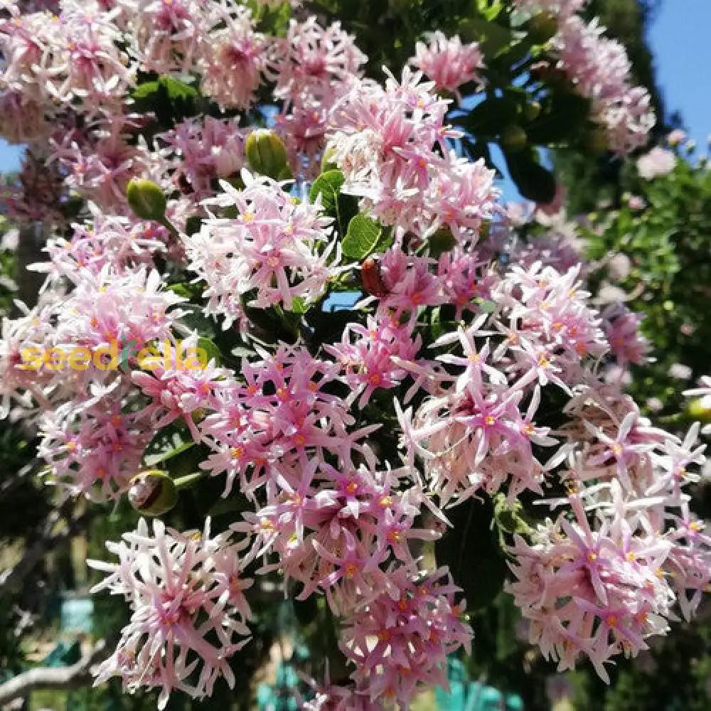 Dais Cotinifolia Flower Seeds For Planting - Vibrant Blooms Your Garden