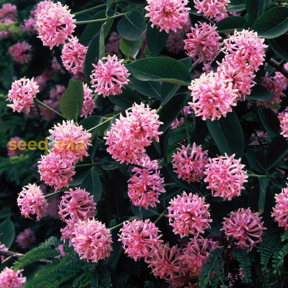 Dais Cotinifolia Flower Seeds For Planting - Vibrant Blooms Your Garden