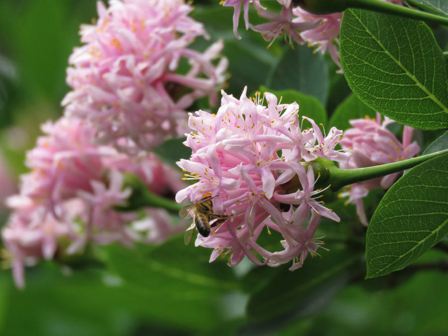 Dais Cotinifolia Flower Seeds