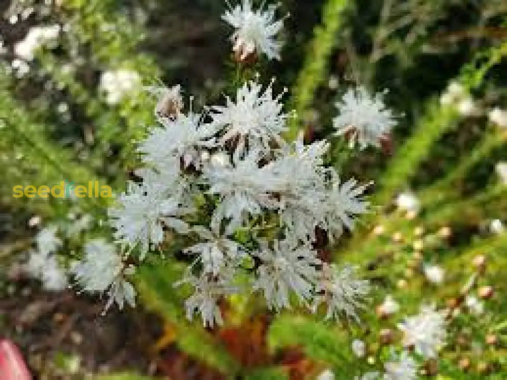 Dalea Pinnata Flower Seeds For Planting  Enhance Your Garden With Stunning Blooms