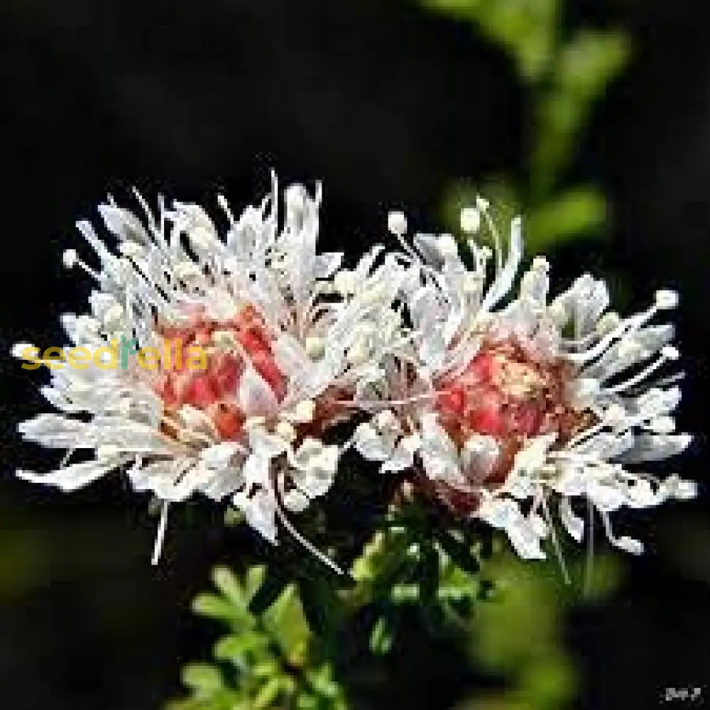 Dalea Pinnata Flower Seeds For Planting  Enhance Your Garden With Stunning Blooms