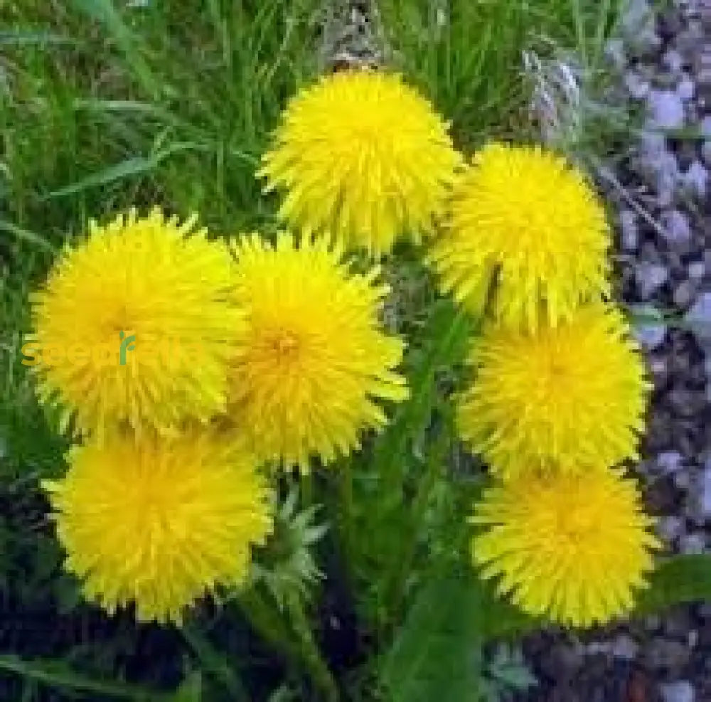 Dandelion Planting Seeds For Garden Growth | High-Quality Easy Flower