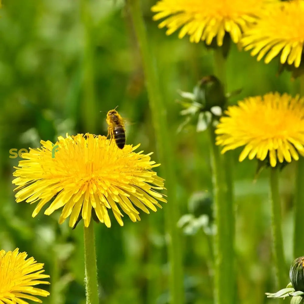 Dandelion Planting Seeds For Garden Growth | High-Quality Easy Flower