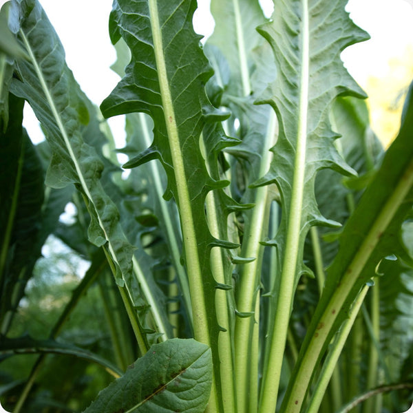 Italian Dandelion seeds Taraxacum officinale leafy plant