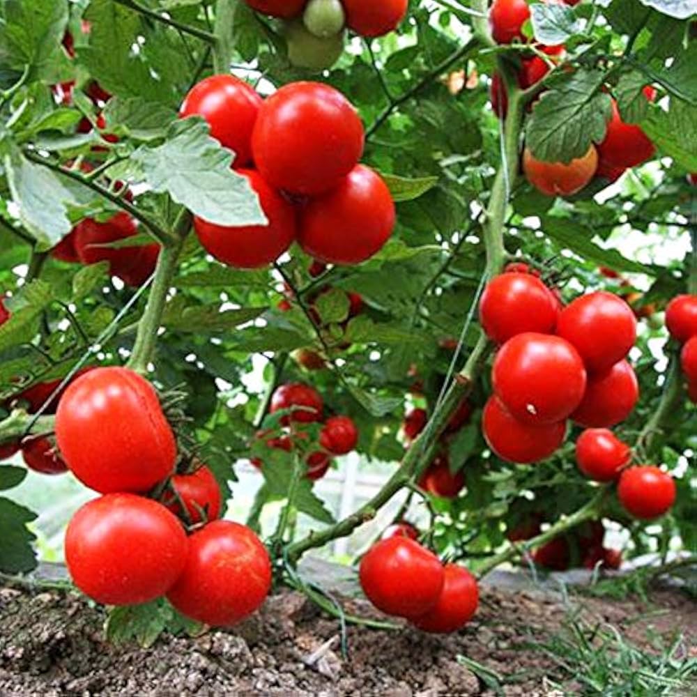 Dar ZaVolzhzhya tomato seeds rich flavor