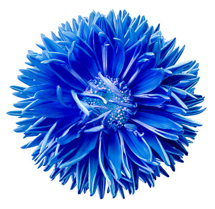 Dark Blue Aster Flower Seeds for Planting